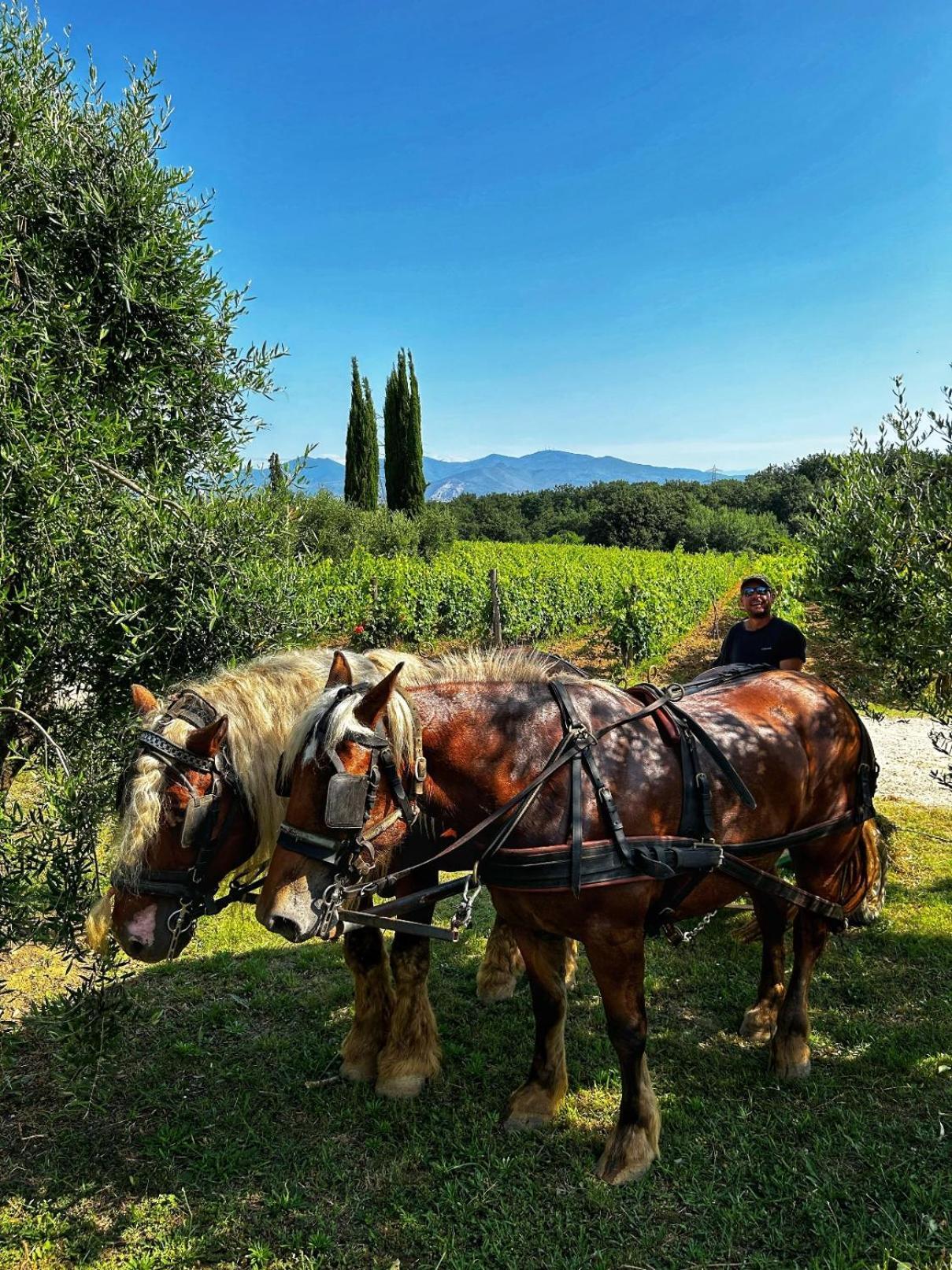 Agriturismo Gli Archi Fauglia Exterior foto