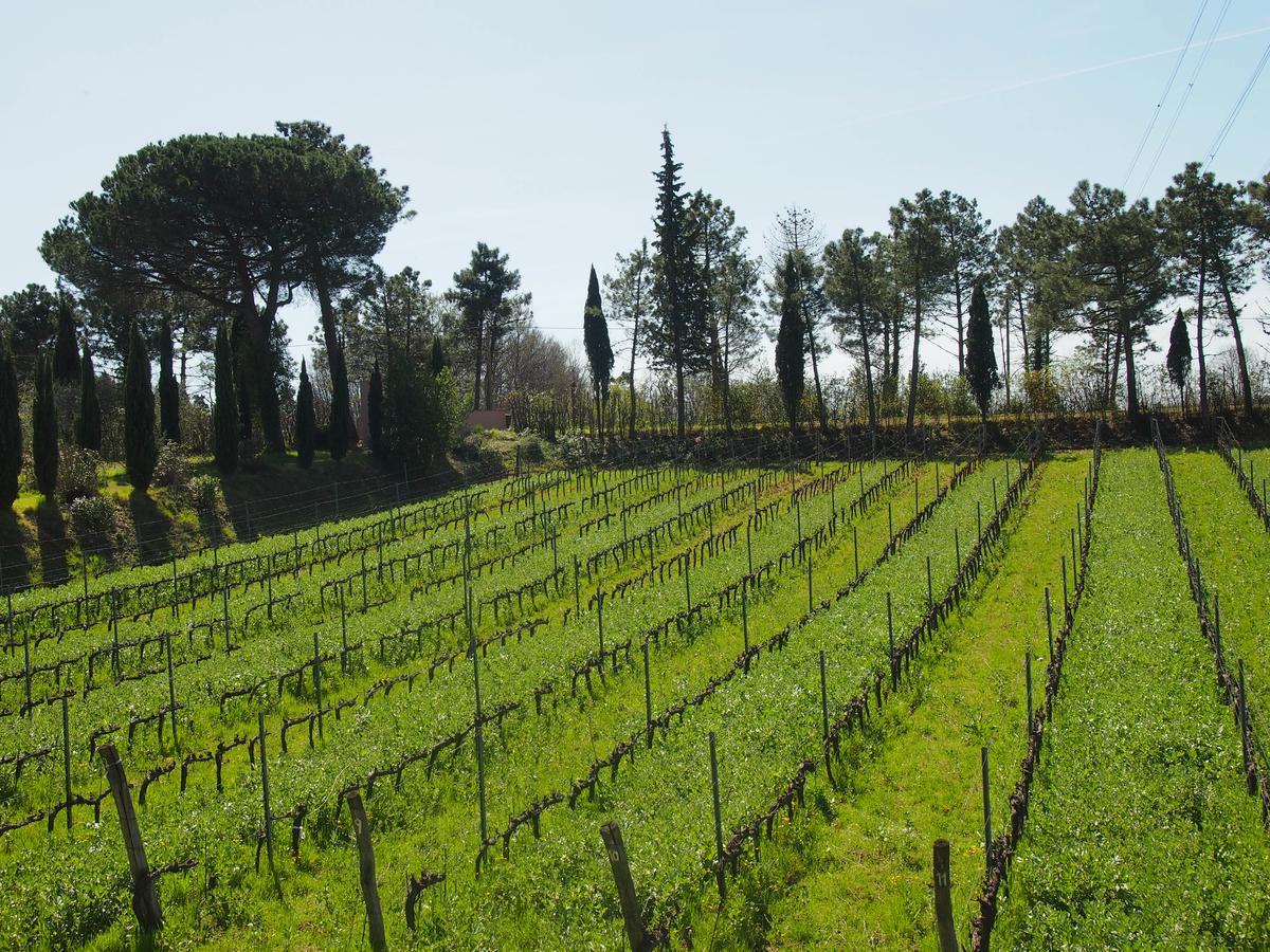 Agriturismo Gli Archi Fauglia Exterior foto